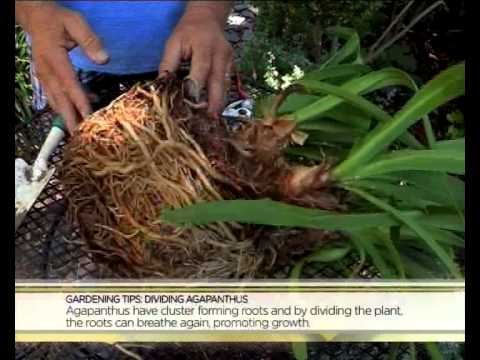 how to replant agapanthus