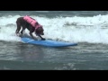 Surf dog Ricochet - Loews Coronado Bay Resort Surf competition