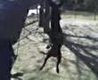 Jusein con caucho