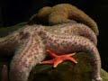 Georgia Aquarium: An Undersea Adventure in Atlanta