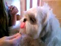 Shih Tzu With LollyPop