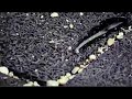 HT Directed by Rasmus Kloster Bro