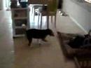 Maddison with her Kong