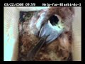 Male Eastern Bluebird purloining nesting material!