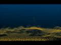 videos de Trapcode form
