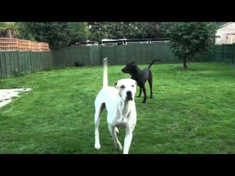 bully kutta