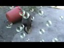 kucing garong tawuran 2008
