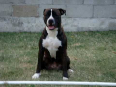 bandog