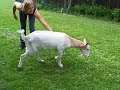 Hella von S. - Coole Ziege im Tierheim München Teil 1