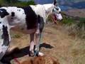 PONY  the DOG