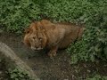 hakuna-pesa-wild-mou