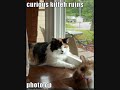 Funny Cats Pictures