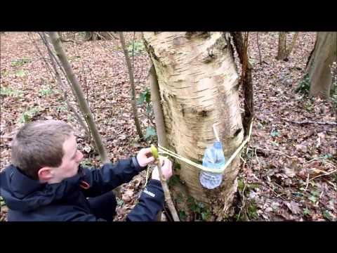 how to collect birch sap