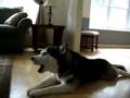 Perro que canta como Gwen Stefani(?)
