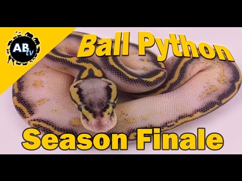 YouTube reptile video