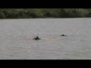 Hippos and fisherman along waterfront of Lake Victoria