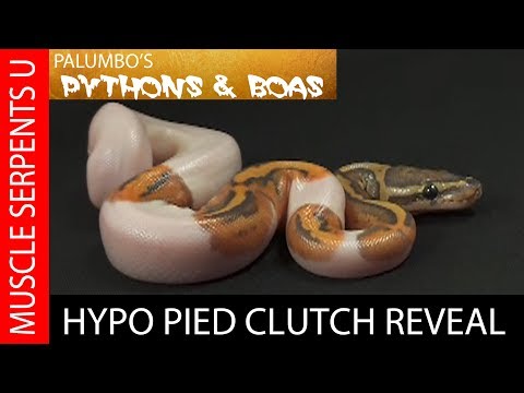 YouTube reptile video
