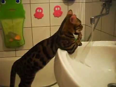 Видео 'Котик моет руки :)'