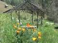 Living Hills Homestead ~ WWOOF Tour NorCal Oh8!