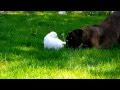 5-19-11 Aschera playing with Gilda's puppies - YouTube