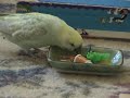 Chi-Chi budgie puts his toys away Chi-Chi budgie puts his toys away