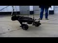 Bouledogue fran�ais handicap�  hunderollwagen