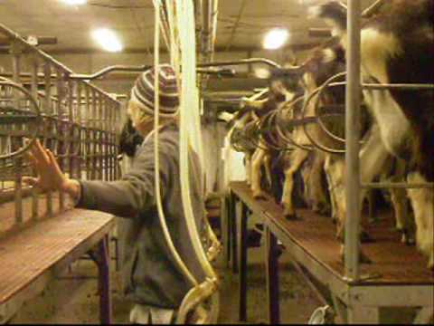 goat milk