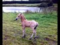 Pony mares and foals Pony mares and foals