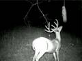 Look at that Rack. Bag-R-Buck!