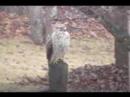 Hawk idk , Alcon galaktico jajaja Hawk idk , Alcon galaktico jajaja