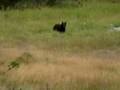 bear_spotting.MPG