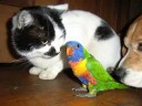 For the Love of Animals