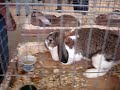 big bunny! big bunny!
