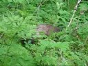 2008 (07) Alaska (Porcupine) TATC