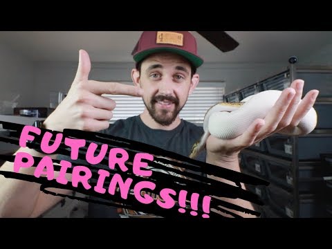 YouTube reptile video