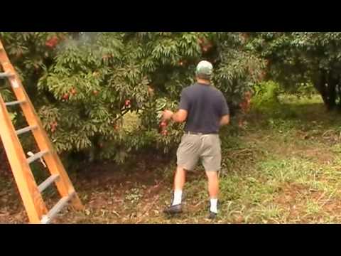 how to fertilize lychee