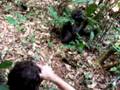 videos de mondika gorillas part 2