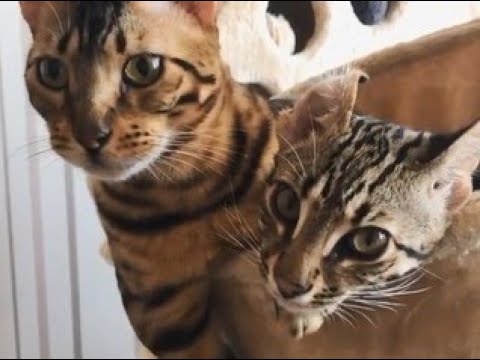 Bengal Cats Have a Good Relationship