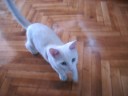 Kedi Hayvan? Kedi Hayvan?