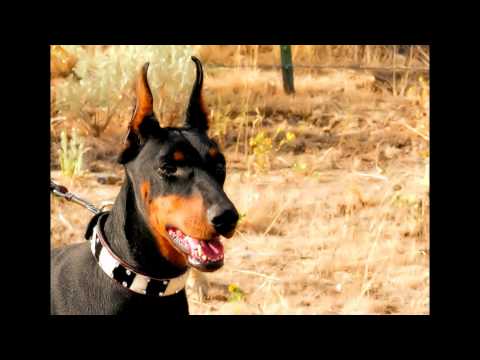 Doberman Pinser