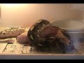 Tiger Retic eating pig Tiger Retic eating pig