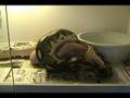 Tiger-Retic-eating-p