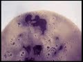 Homebrewing \"Mini-Mash\" style Pt3
