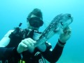 Scuba Driver Removes Hook From Mouth Of Puffer Fish