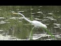 white Heron (weisser Kranich / Reiher)