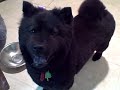 Zoey (the chow-chow) got a new hairdo