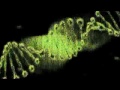 Gründe für die Nutzung von Raubkopien