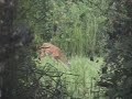 New Deer Stand