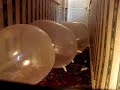 Simultaeneous latex glove pop