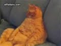 este gato es el verdadero garfield